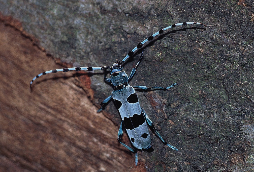 Rosalia alpina (1)
