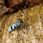 Rosalia alpina (3)