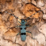 Rosalia alpina (4)
