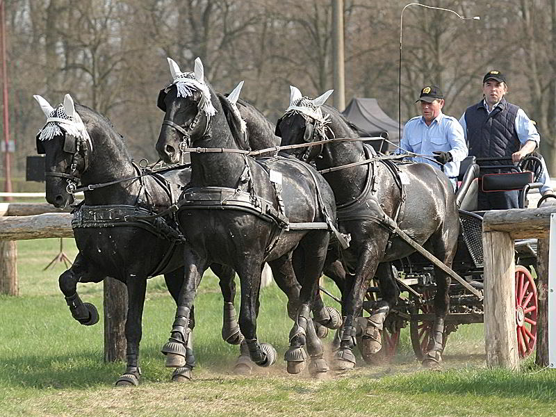 kladrubsky kun (1)
