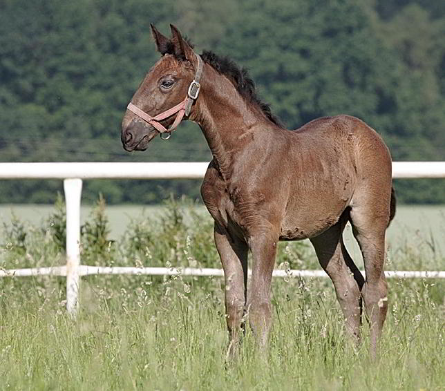 kladrubsky kun (2)