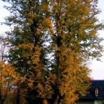 vejlip-04
