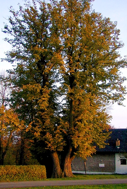 vejlip-04