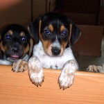 cesky strakaty pes (7)