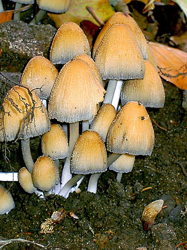 houby-hnojnik-trpytivy