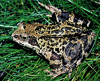 Skokan ostronosí