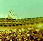 Sekavec podunajský - Cobitis elongatoides