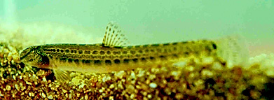 Sekavec podunajský - Cobitis elongatoides