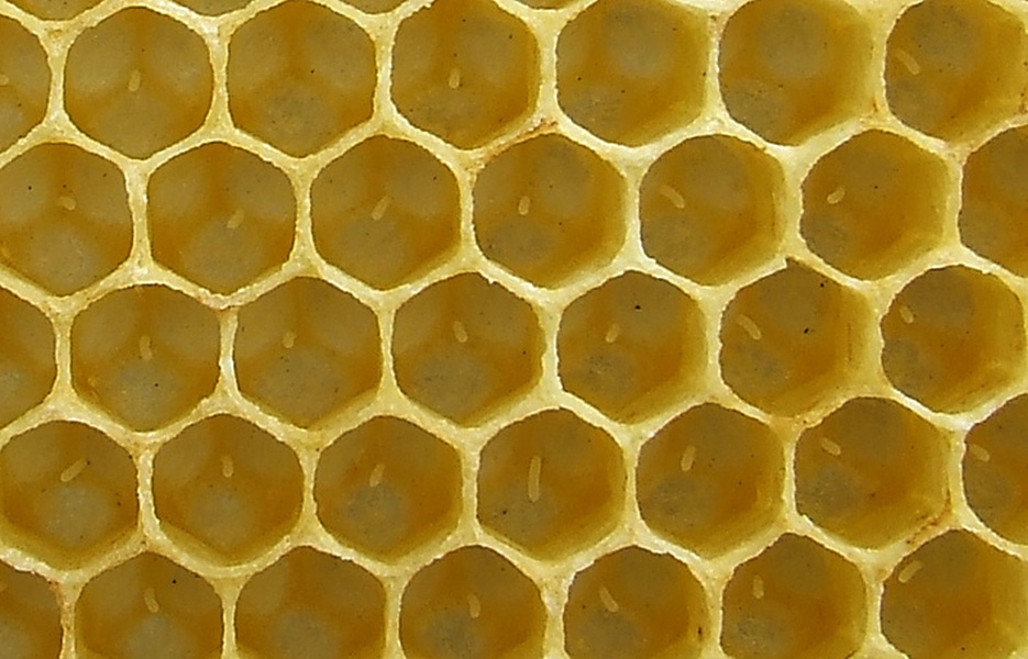 vcela-02